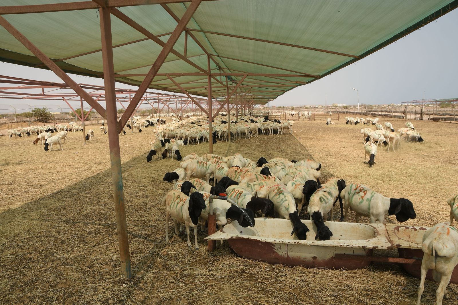 Meat-ready animals at an ALC feeding yard