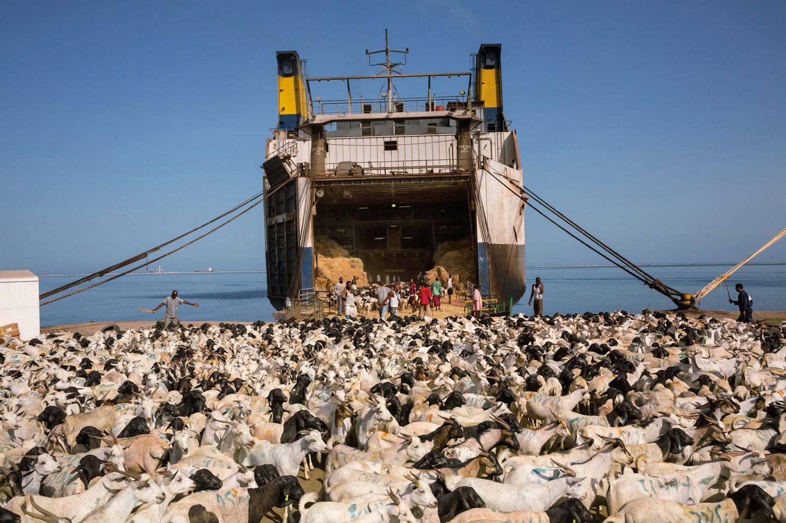 Live export vessel loading at Berbera