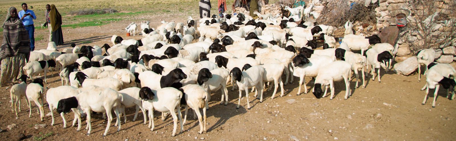 Pastoralists with a flock of Somali Blackhead sheep